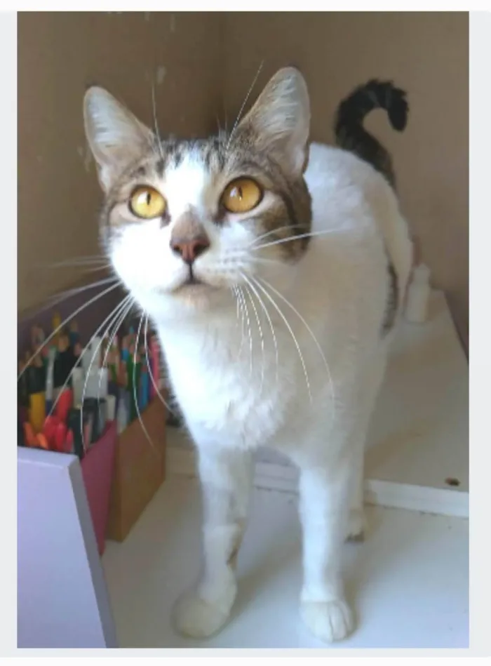 Gato ra a srd idade 2 anos nome MADONA