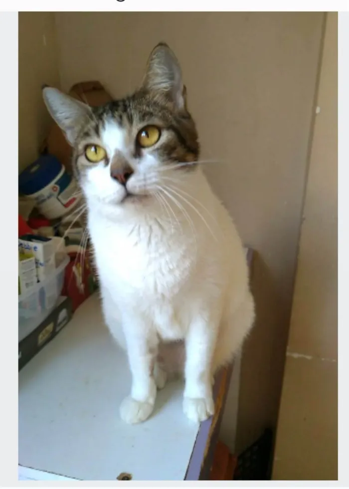 Gato ra a srd idade 2 anos nome MADONA