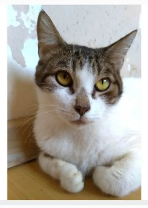Gato ra a srd idade 2 anos nome MADONA