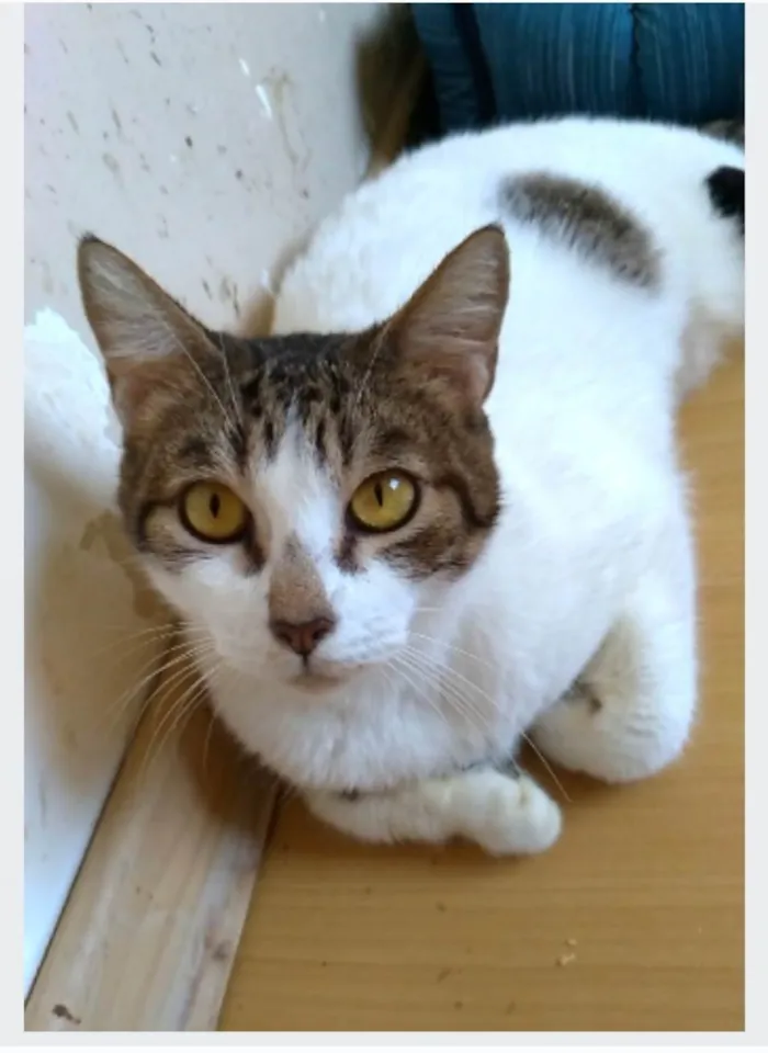 Gato ra a srd idade 2 anos nome MADONA