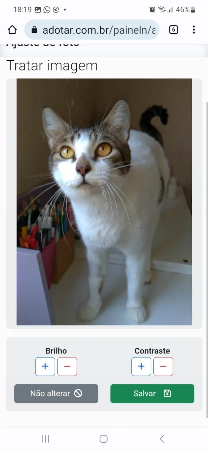 Gato ra a srd idade 2 anos nome MADONA