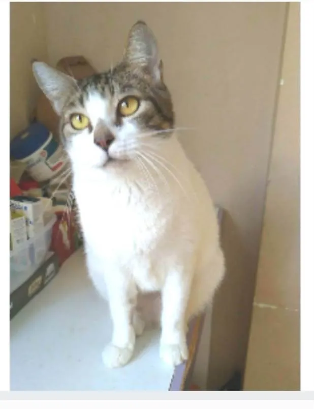 Gato ra a srd idade 2 anos nome MADONA