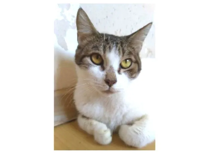 Gato ra a srd idade 2 anos nome MADONA