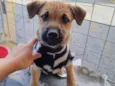Cachorro raça  idade 2 a 6 meses nome Tom