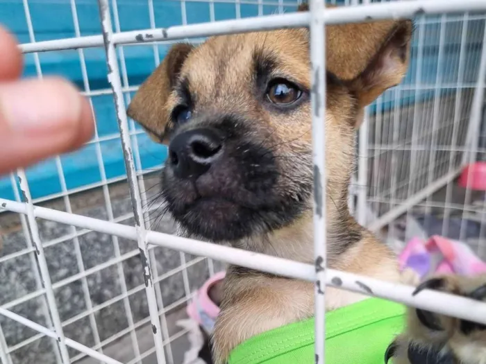 Cachorro raça  idade 2 a 6 meses nome Jerry