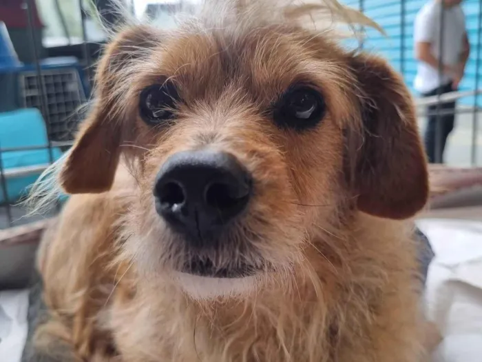 Cachorro raça  idade 4 anos nome Speto