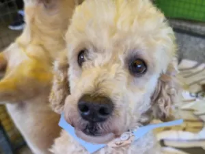 Cachorro raça  idade 5 anos nome Snow