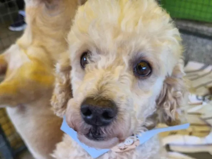 Cachorro raça  idade 5 anos nome Snow