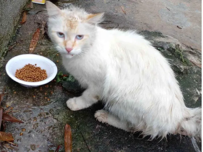 Gato ra a  idade 7 a 11 meses nome Sem nome 