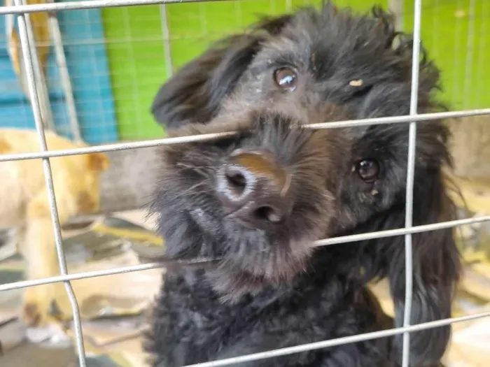 Cachorro raça  idade 1 ano nome Pepe