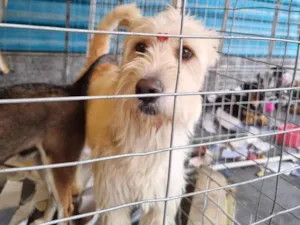Cachorro raça  idade 2 anos nome Clara