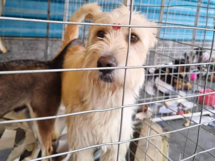 Cachorro raça  idade 2 anos nome Clara