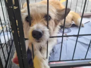 Cachorro raça  idade 3 anos nome Moana