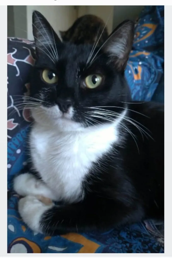 Gato ra a srd idade 2 anos nome LIKA