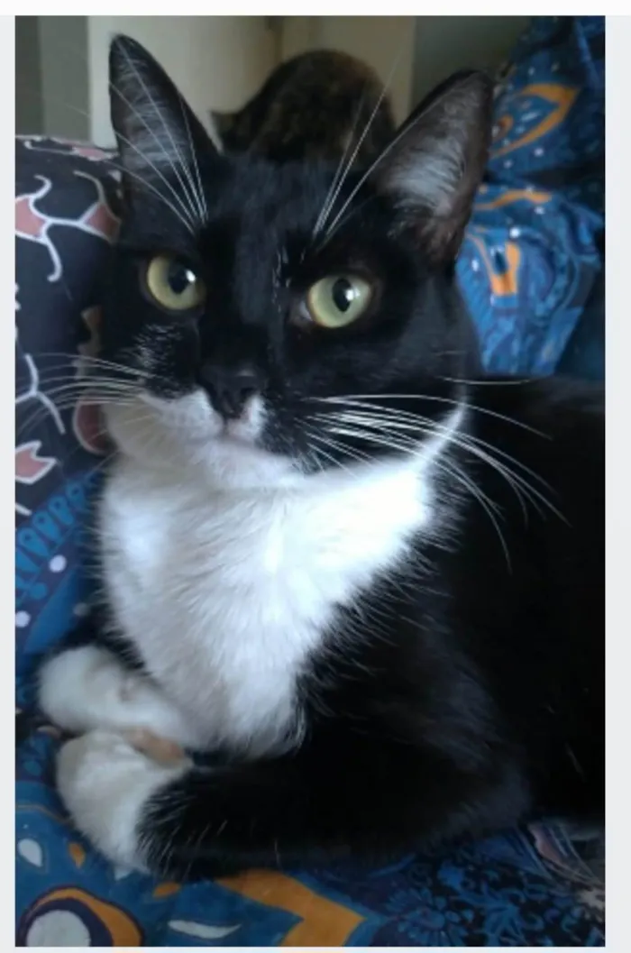 Gato ra a srd idade 2 anos nome LIKA