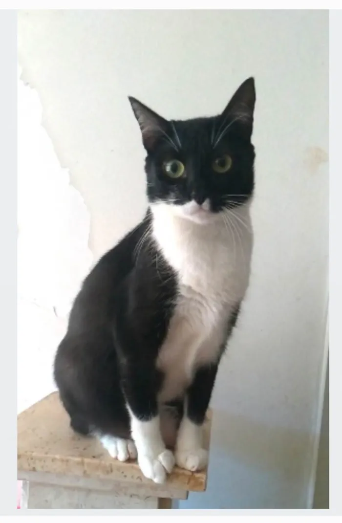 Gato ra a srd idade 2 anos nome LIKA