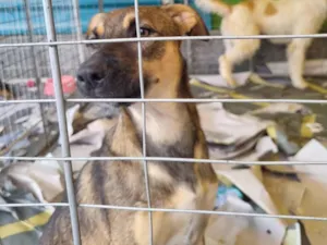Cachorro raça  idade 7 a 11 meses nome Geleia