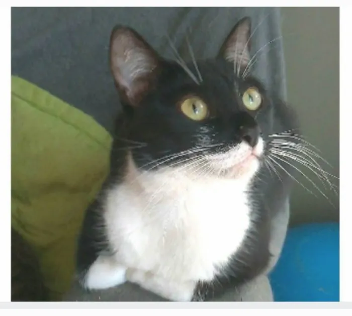 Gato ra a srd idade 2 anos nome LIKA
