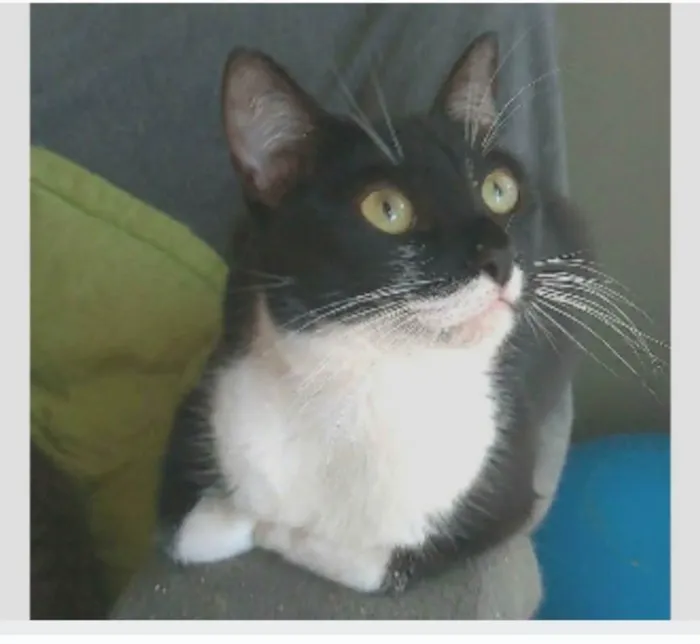 Gato ra a srd idade 2 anos nome LIKA