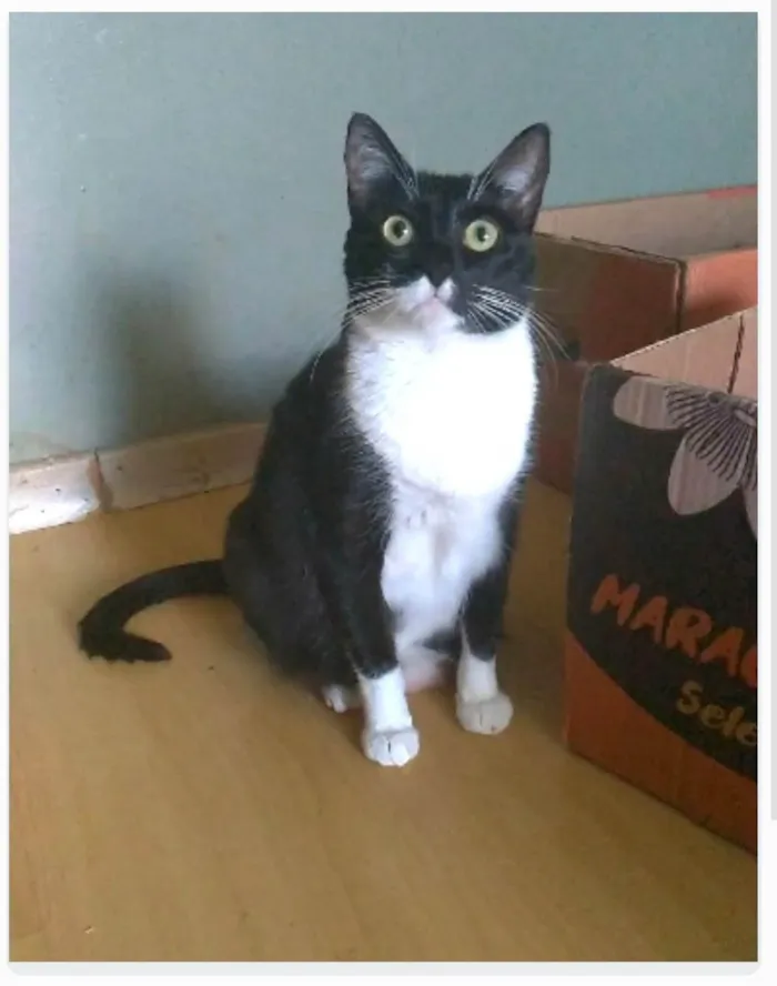 Gato ra a srd idade 2 anos nome LIKA