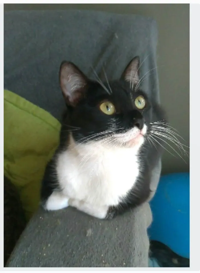 Gato ra a srd idade 2 anos nome LIKA