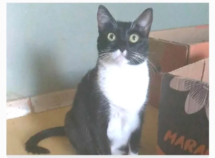 Gato ra a srd idade 2 anos nome LIKA