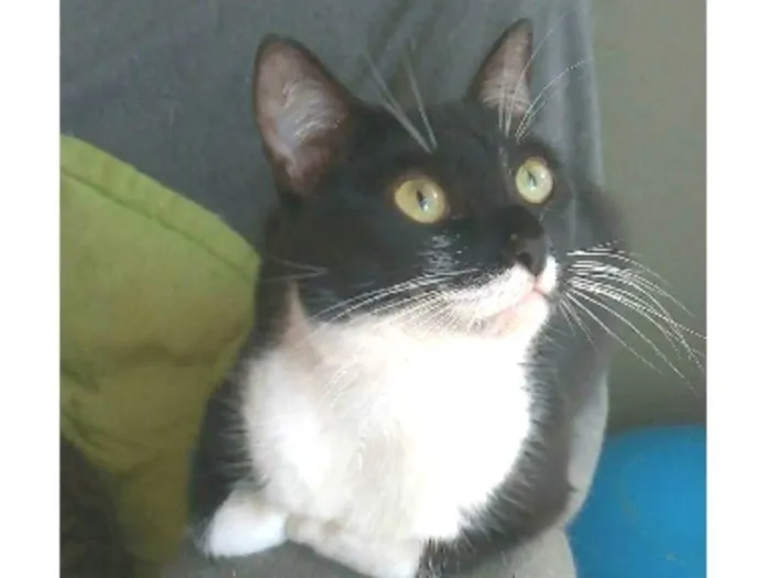 Gato ra a srd idade 2 anos nome LIKA