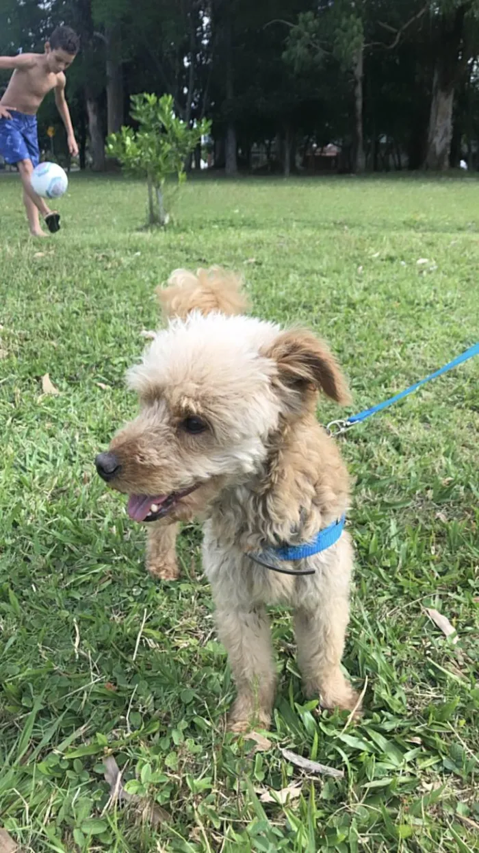 Cachorro ra a poodle com vira lata idade 5 anos nome Bob