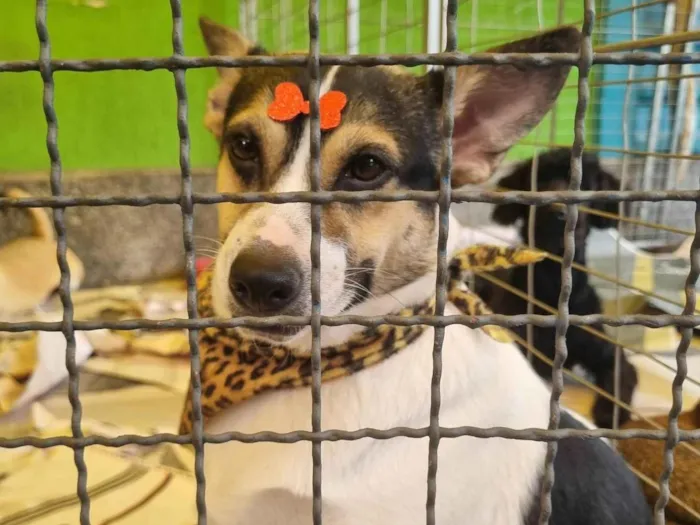 Cachorro raça  idade 2 anos nome Princesa 