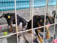 Cachorro raça  idade 2 a 6 meses nome Mario e Luigi