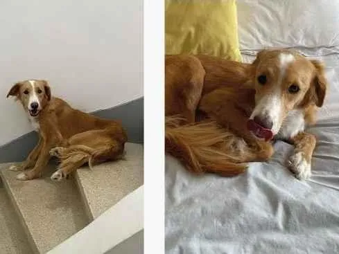 Cachorro raça SRD-ViraLata idade 1 ano nome GRATIFICA - MONA