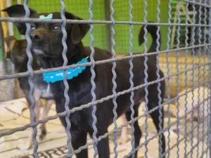 Cachorro raça  idade 3 anos nome Serena