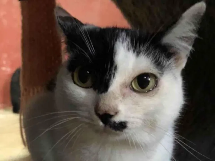 Gato raça SRD-belissimos idade 2 anos nome Nina, Milka, Felix