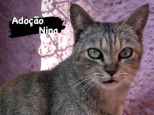 Gato raça SRD-amor idade 3 anos nome Nina