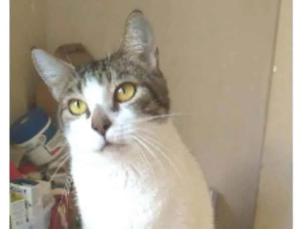 Gato ra a srd idade 2 anos nome MADONA