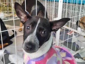 Cachorro raça  idade 2 a 6 meses nome Zoe