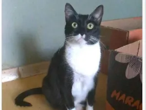 Gato raça srd idade 2 anos nome LIKA