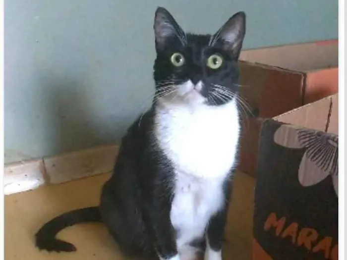 Gato ra a srd idade 2 anos nome LIKA