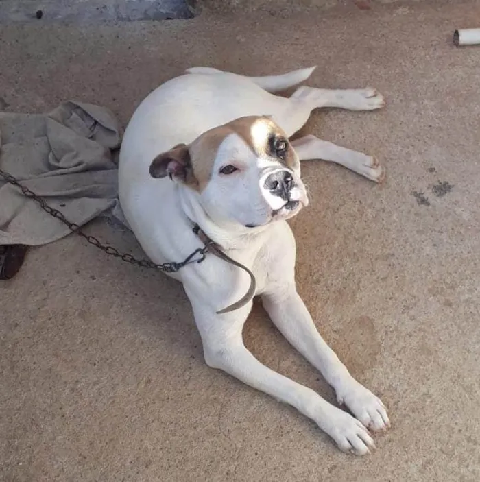 Cachorro raça SRD  idade 7 a 11 meses nome Spike