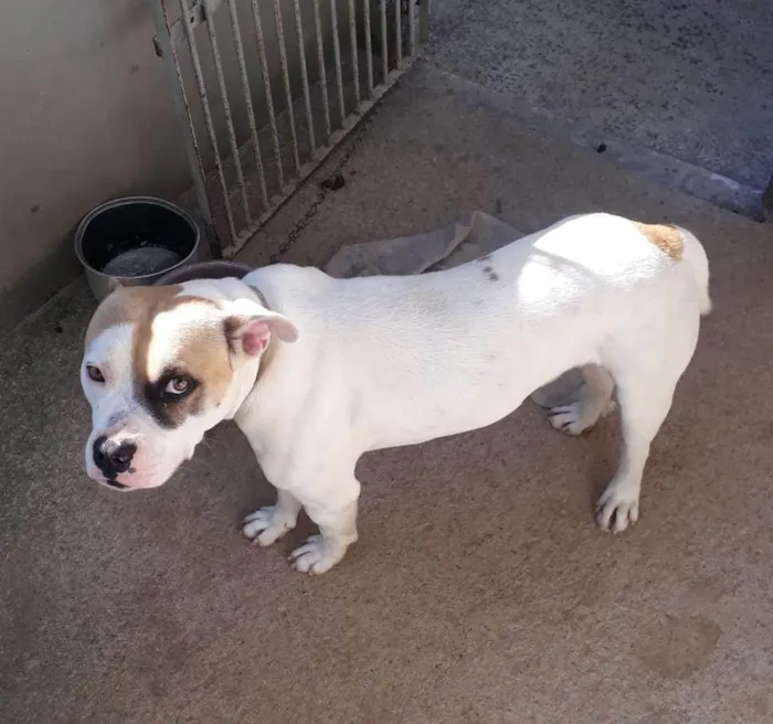 Cachorro raça SRD  idade 7 a 11 meses nome Spike