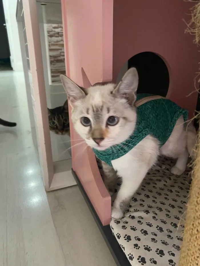 Gato raça Srd idade 2 a 6 meses nome Clarice