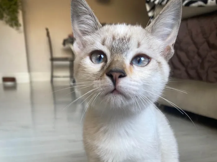 Gato raça Srd idade 2 a 6 meses nome Clarice
