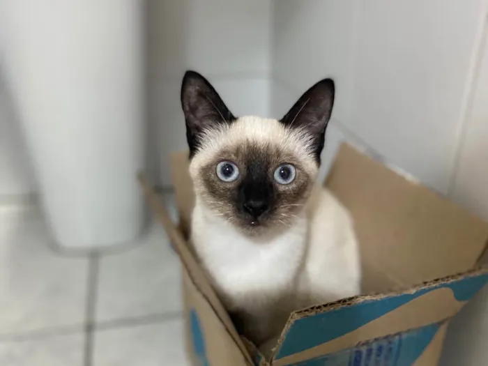 Gato raça Srd idade 2 a 6 meses nome Claudinha