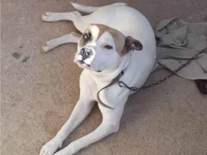 Cachorro raça SRD  idade 7 a 11 meses nome Spike