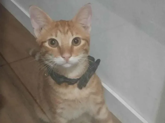 Gato ra a  idade 7 a 11 meses nome Nundu