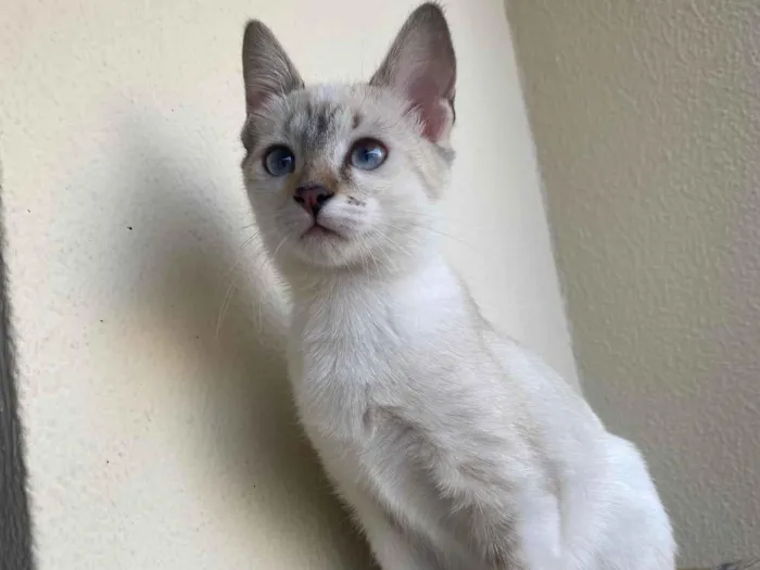 Gato raça Srd idade 2 a 6 meses nome Clarice