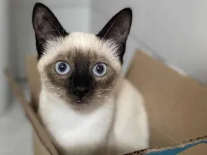 Gato raça Srd idade 2 a 6 meses nome Claudinha
