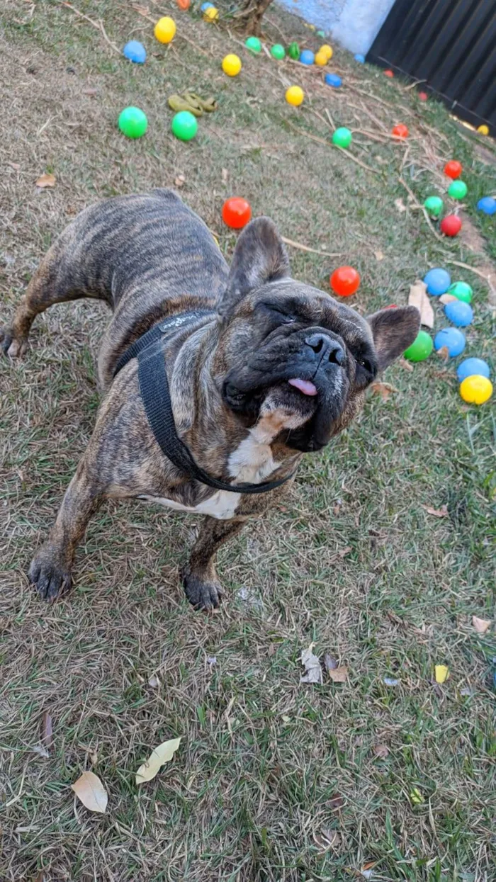 Cachorro raça Bulldog francês  idade 3 anos nome Luna 