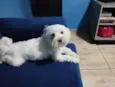 Bob