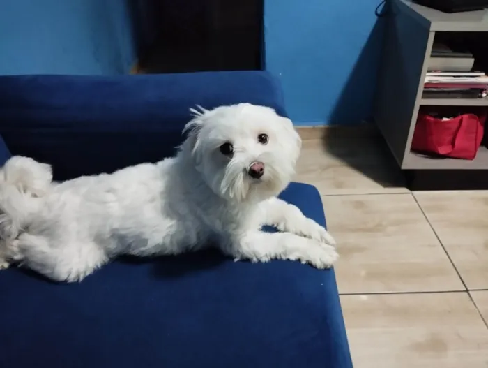 Cachorro ra a Maltês idade 2 anos nome Bob